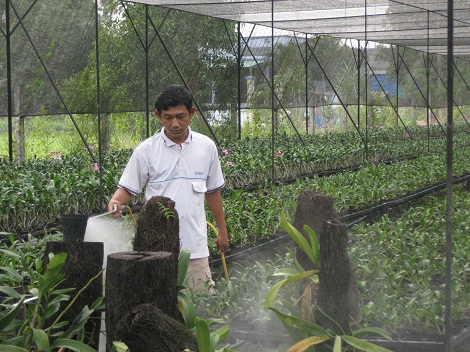 Hạt giống hoa, hoa treo, dạ yến thảo, hoa treo ban công, hạt giống hoa oải hương, bán hạt giống hoa oải hương, hat giong hoa oai huong, hạt giống  chất lượng cao, hat giong hoa , hat giong hoa chat luong cao, hoa trong tham, hoa trong chau,